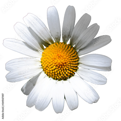 daisy flower isolated on white background