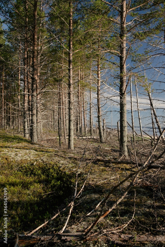 Fototapeta premium Northern nature, pine forest