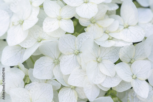 white summer flowers