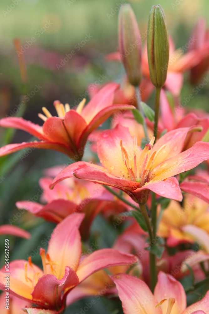 Fototapeta premium close up color lily flower in the garden background