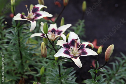 close up color lily flower in the garden background