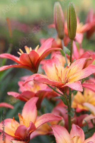 close up color lily flower in the garden background