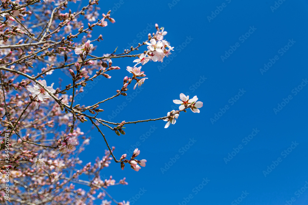 Blooming almonds against the blue sky. Beautiful nature sunny day. Spring flowers. Beautiful garden. Blooming almonds against the blue sky. Beautiful nature sunny day. Spring flowers. Beautiful garden.