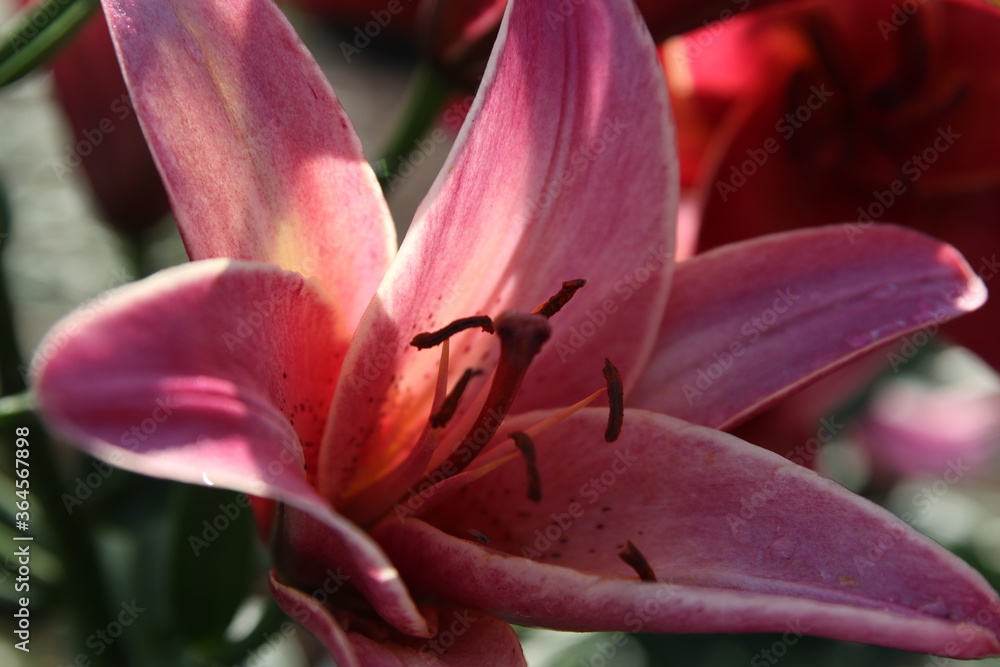 close up color lily flower in the garden background