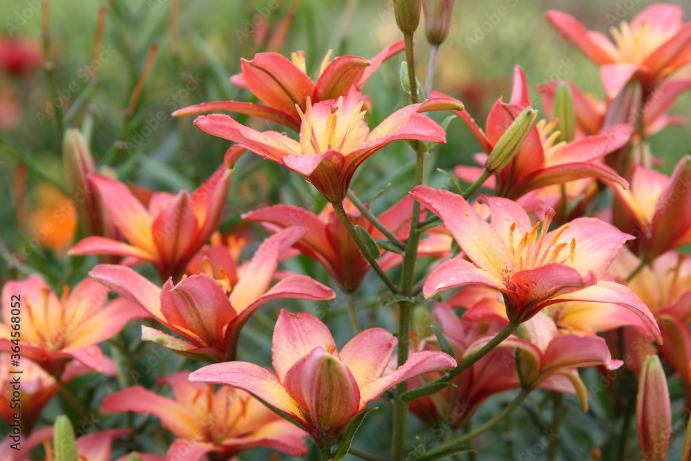 close up color lily flower in the garden background close up color lily flower in the garden background