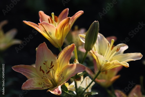 close up color lily flower in the garden background