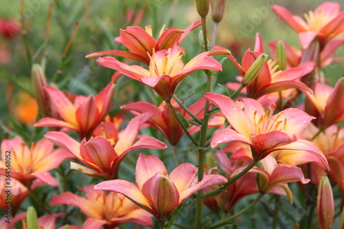 close up color lily flower in the garden background