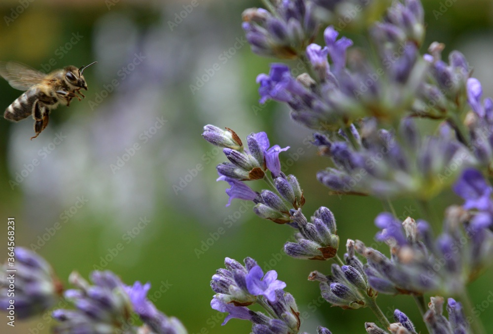 a bee on a purple lavender flower a bee on a purple lavender flower