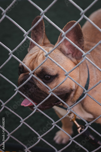 Dogs at Doggy Day Care