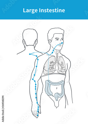 large intestine meridian illustration