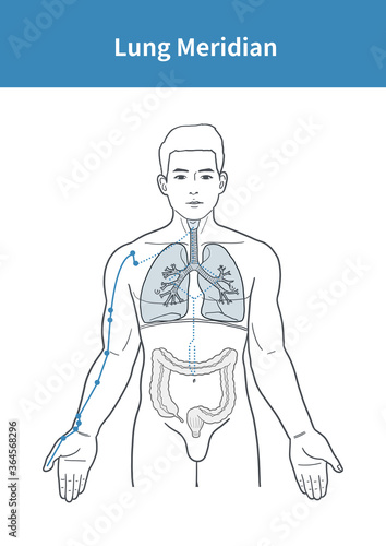 lung meridian illustration photo