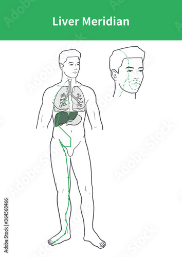 Obraz na płótnie lver meridian illustration