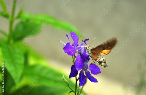 a beetle in flight on a flower
