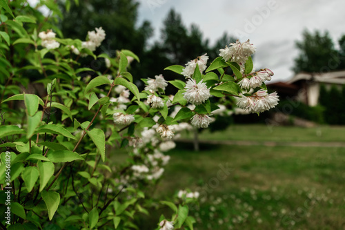 .branch with white flowers on a garden background