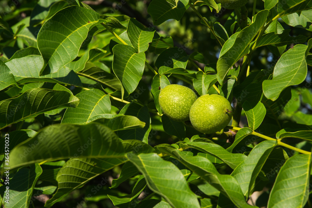green walnut leaves, twigs and fruits
