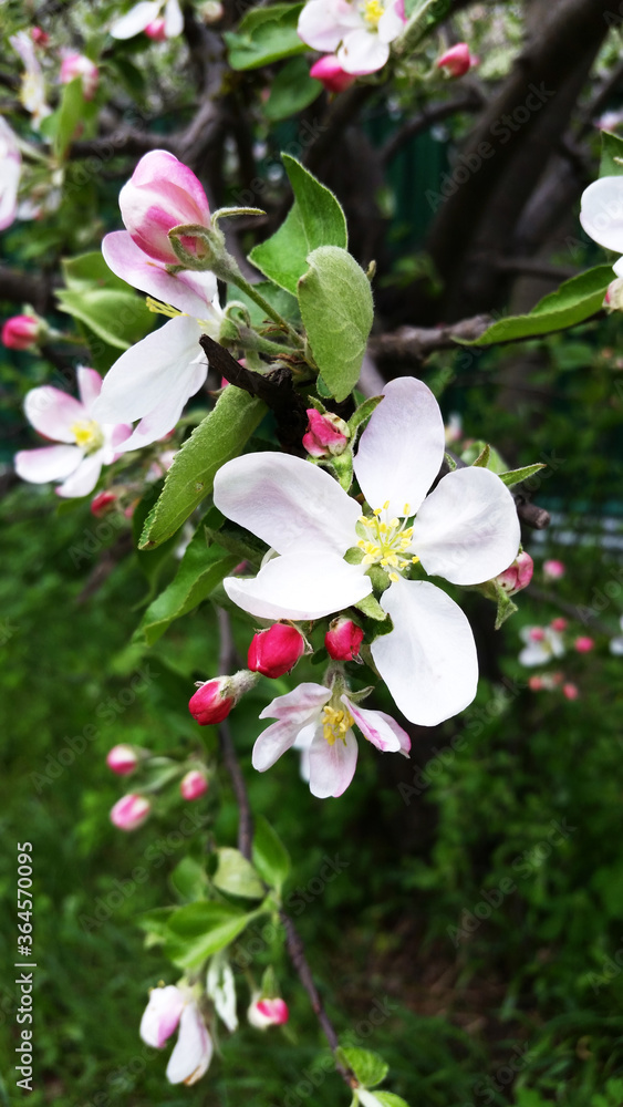 Obraz premium Blooming Apple trees in spring. Branch of a flowering Apple tree. Apple blossom.