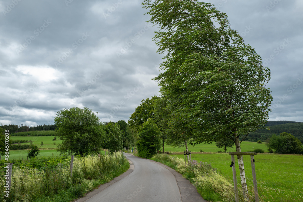 Fototapeta premium Strasse bei Sturm und Wind mit Bäumen