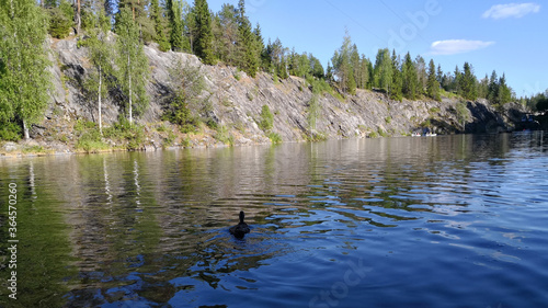 Fototapeta Naklejka Na Ścianę i Meble -  Duck swimming in the lake of Marble Canyon. View of the flooded quarry with turquoise water. Tourist complex Karelia.