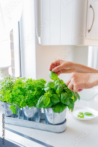 Close up woman's hand picking leaves of basil greenery. Home gardening on kitchen. Pots of herbs with basil, parsley and thyme. Home planting and food growing. Sustainable lifestyle, plant-based foods