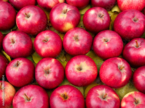 Ripe red apples of a late grade as background