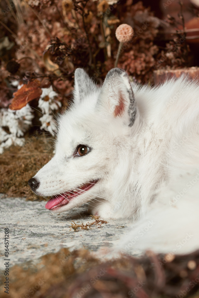 Fototapeta premium white Fox in dried flowers profile