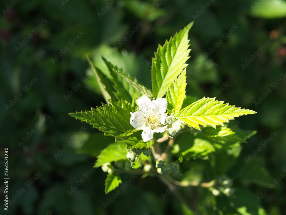 White flower of thorn free blackberry plant White flower of thorn free blackberry plant