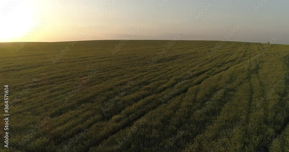 Beautiful girl walks among the field with yellow flowers. Sunset field with hills, a girl walks slowly among the flowers. Aerial Top view
Beautiful girl walks among the field with yellow flowers. Sunset field with hills, a girl walks slowly among the flowers. Aerial Top view