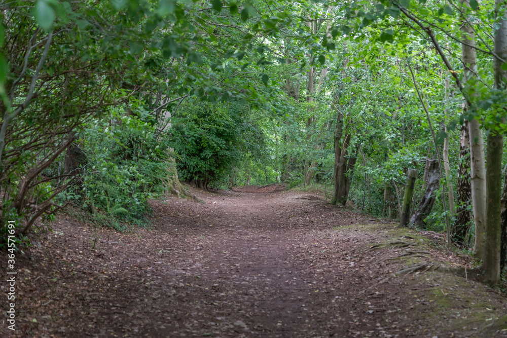 Woodland path, Kirkby Lonsdale Woodland path, Kirkby Lonsdale