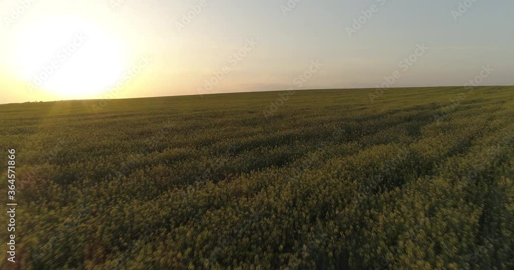 Beautiful girl walks among the field with yellow flowers. Sunset field with hills, a girl walks slowly among the flowers. Smelling flowers at dawn. Aerial fly from above
Beautiful girl walks among the field with yellow flowers. Sunset field with hills, a girl walks slowly among the flowers. Smelling flowers at dawn. Aerial fly from above