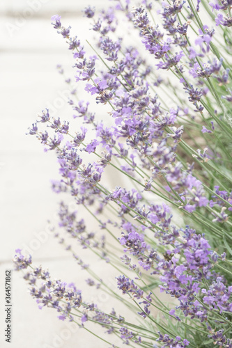 Purple blurry lavender flowers closeup. A closeup. Flower texture.