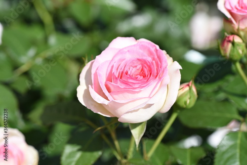 ピンクから白へのグラデーションが美しいバラ