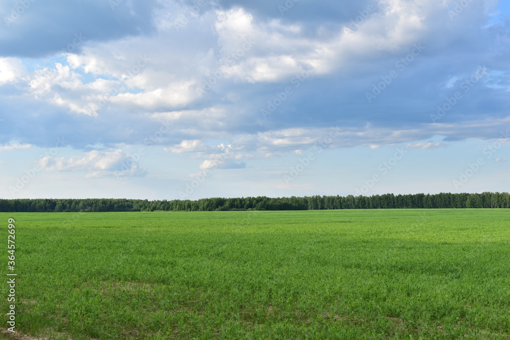 Green field with forest and blue sky on the horizon Green field with forest and blue sky on the horizon