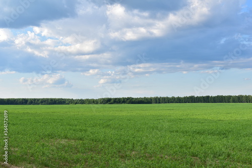 Green field with forest and blue sky on the horizon © Denis