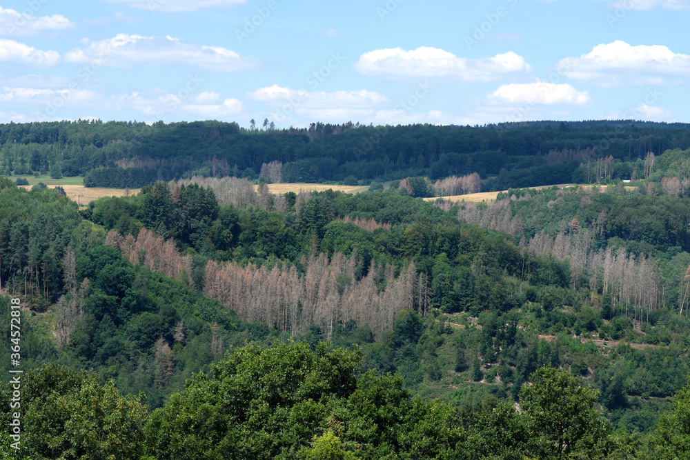 German forest in July 2020 - Stockfoto German forest in July 2020 - Stockfoto