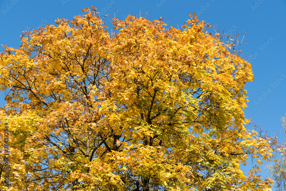 Fototapeta premium Ahornbaum in der Jahreszeit Herbst