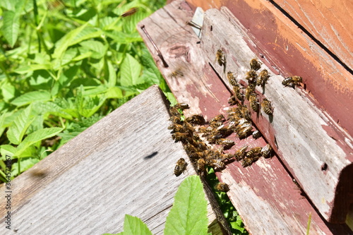 Bees return to the hive during honey collection photo