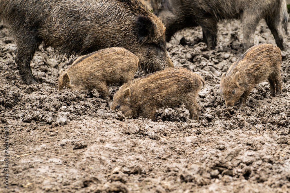 Little wild boars playing in mud Little wild boars playing in mud