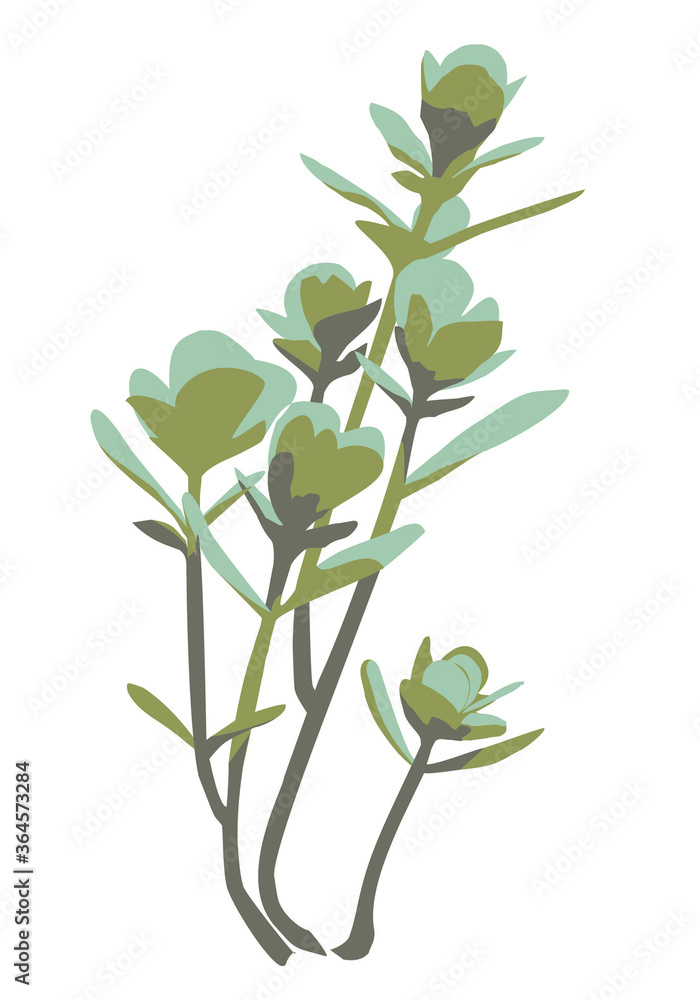 Fototapeta premium a succulent cactus on a white background