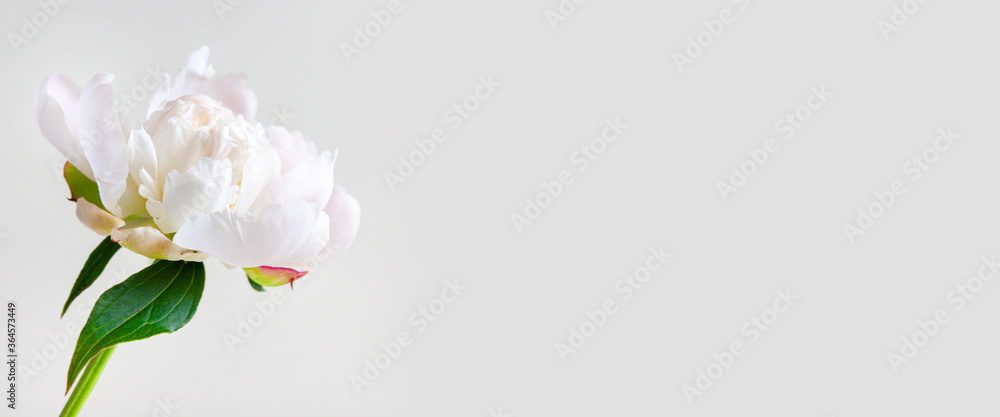 Peony flower. Beautiful floral background with white peony. Banner for flower shop, site Peony flower. Beautiful floral background with white peony. Banner for flower shop, site