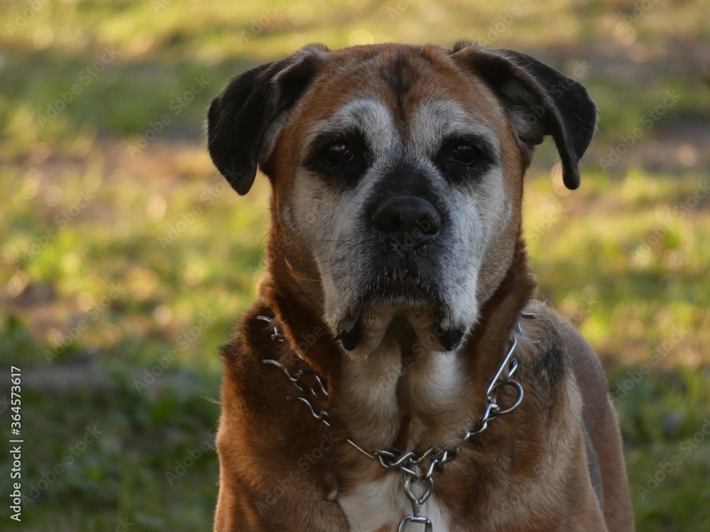 Sad old dog with prong collar