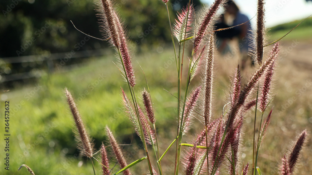 Texas grass, a dense grassy variety with long, sharp leaves, flowers are gathered in cylindrical plumage-like inflorescences Texas grass, a dense grassy variety with long, sharp leaves, flowers are gathered in cylindrical plumage-like inflorescences