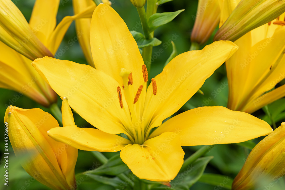 Garden Lily. Flowers. close up. Garden Lily. Flowers. close up.