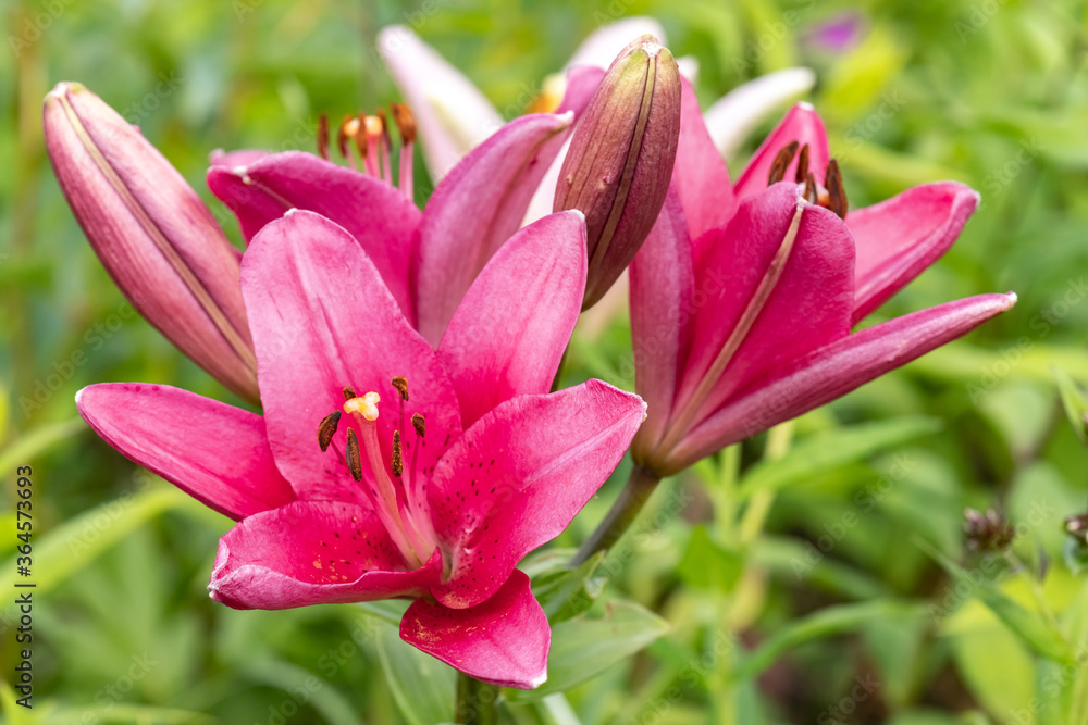 Fototapeta premium Garden Lily. Flowers. close up.