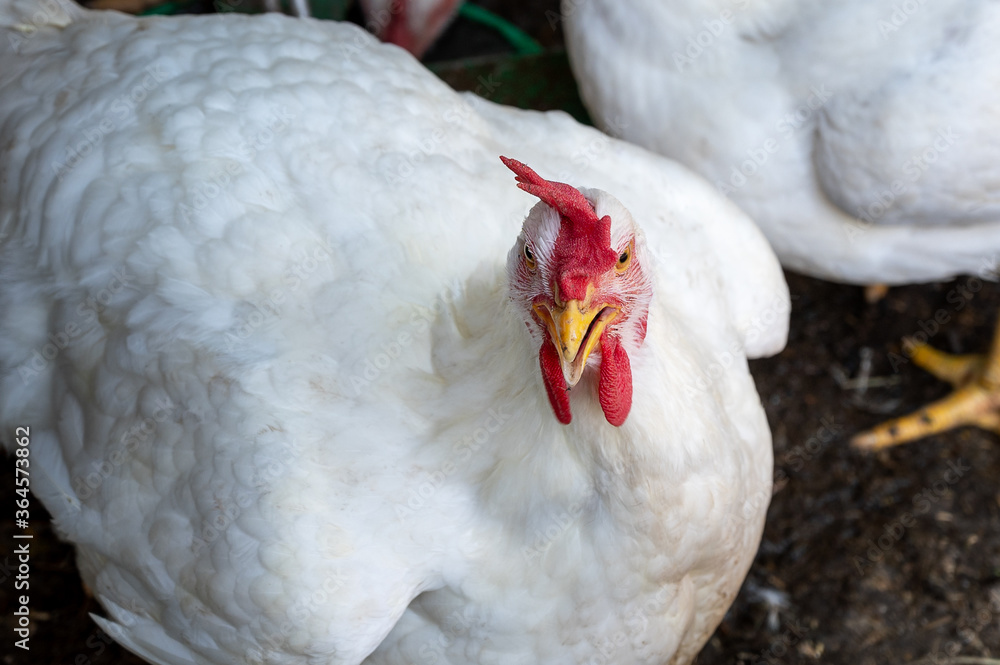 young white chicken with a red scallop on a bird farm. animals are raised for meat and feathers. chicken egg production