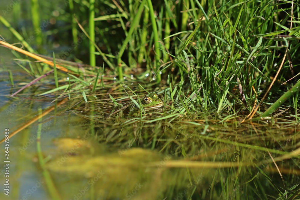 Ruhender Teichfrosch am Teichufer Ruhender Teichfrosch am Teichufer