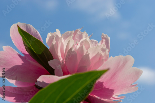 soft pink peony close up against the blue sky