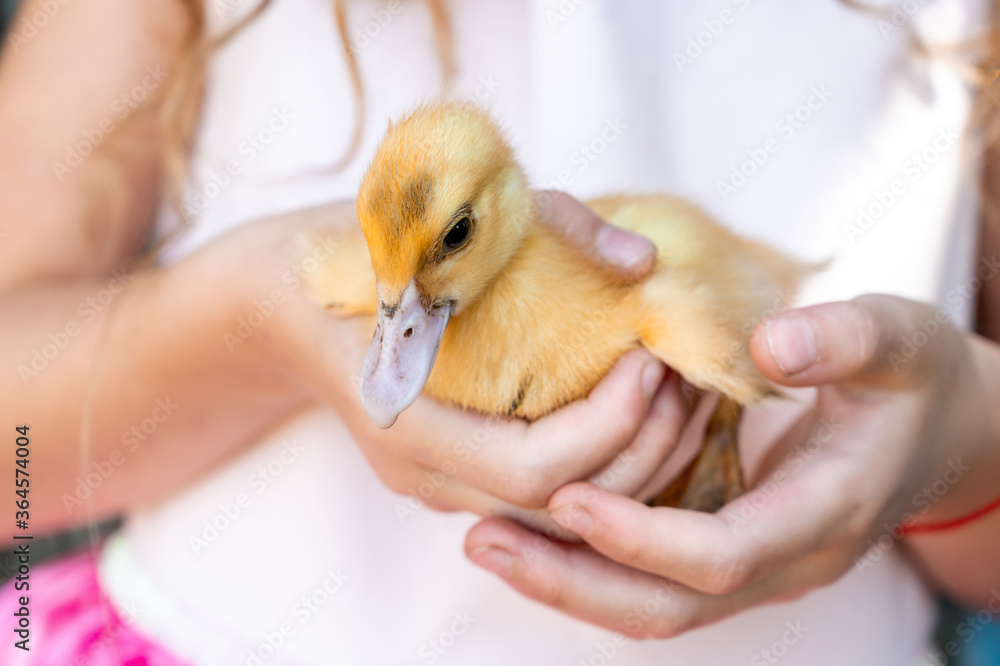 beautiful little yellow dirty duckling in the arms of a girl. petting zoo with birds