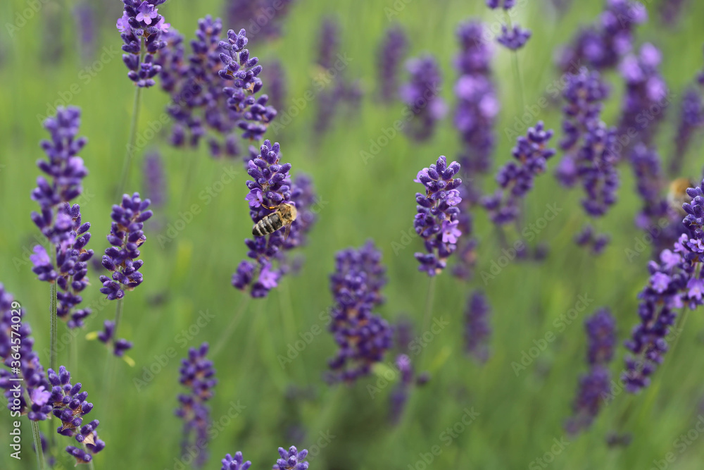 Biene auf Lavendel Biene auf Lavendel