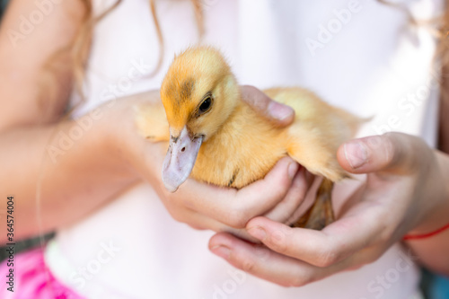 Obraz na płótnie beautiful little yellow dirty duckling in the arms of a girl. petting zoo with birds w salonie