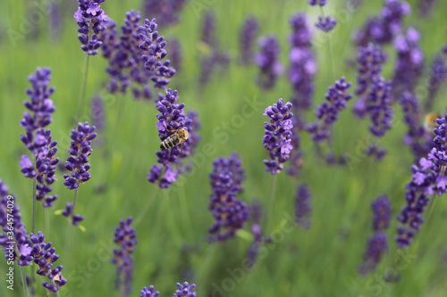 Biene auf Lavendel